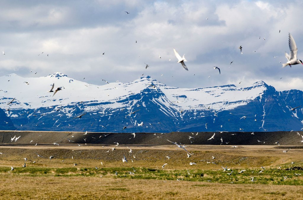 El Ártico verdea cada año un poco más.